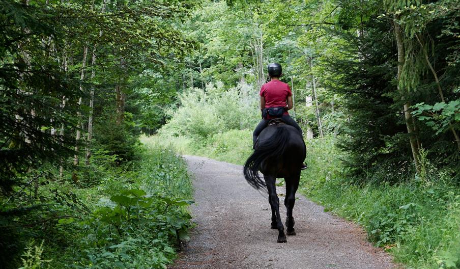 Women on horse riding through woods